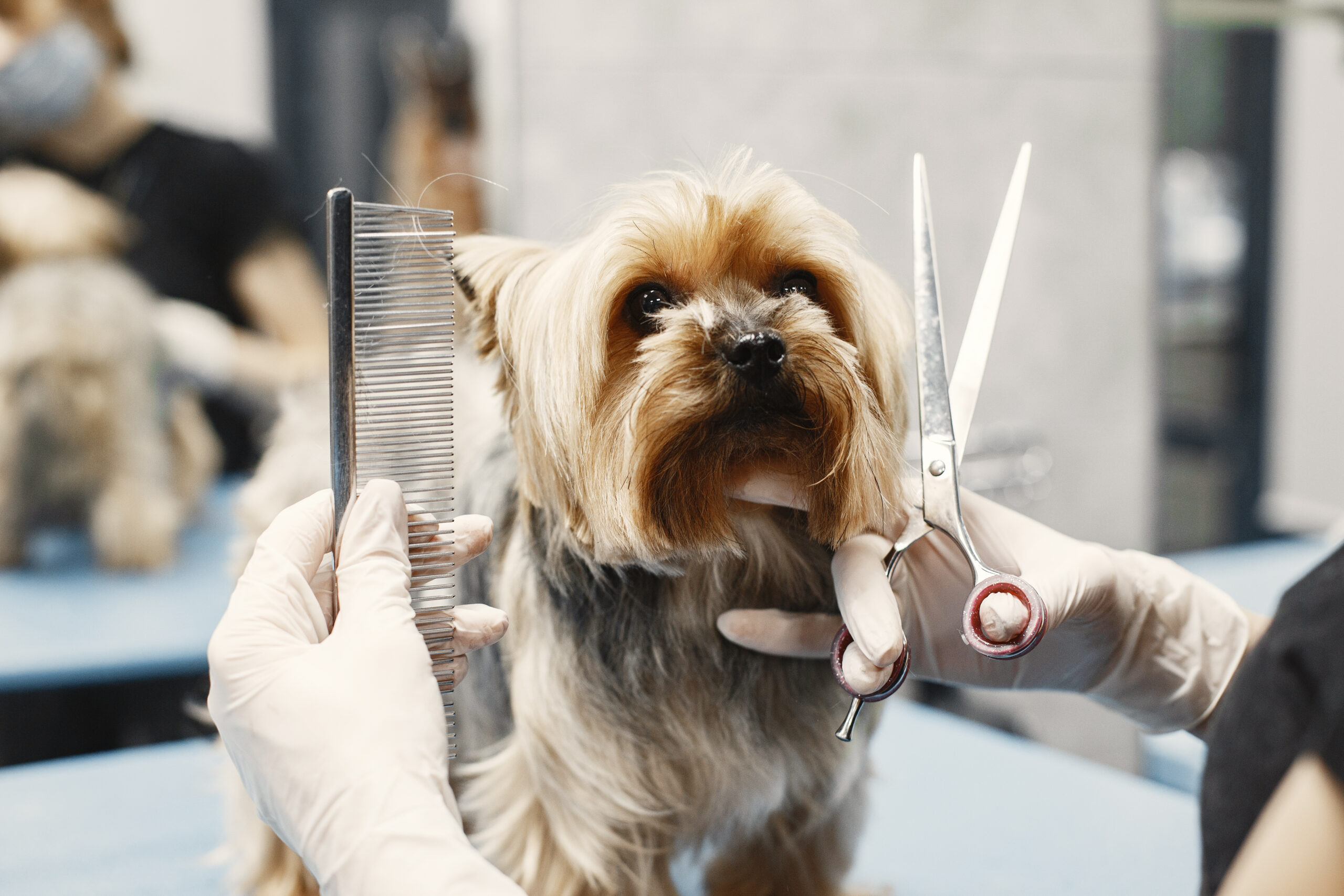 dog-grooming-serivices-in-fauna